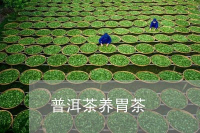 普洱茶养胃茶/2023042856114