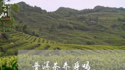 普洱茶养身吗/2023042687347