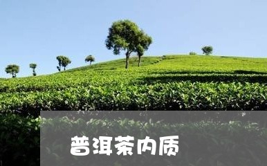 普洱茶内质/2023090614936