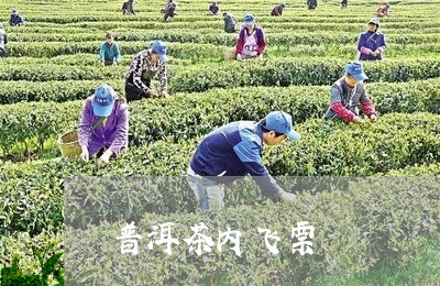 普洱茶内飞票/2023042536493