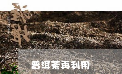 普洱茶再利用/2023042732567