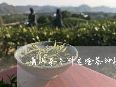 普洱茶冬叶是啥茶种植的/2023110605048