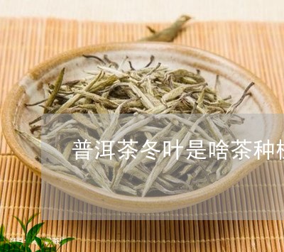 普洱茶冬叶是啥茶种植苗/2023110668704