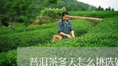 普洱茶冬天怎么挑选好坏/2023082991957