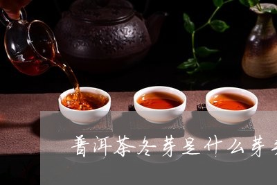 普洱茶冬芽是什么芽头的/2023050434039