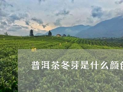 普洱茶冬芽是什么颜色的茶/2023110694858