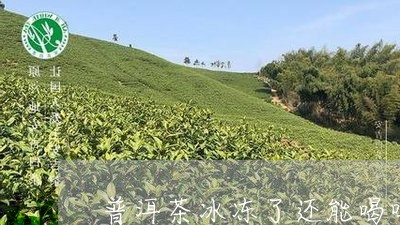 普洱茶冰冻了还能喝吗/2023093017572