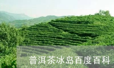 普洱茶冰岛百度百科/2023071148371