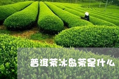 普洱茶冰岛茶是什么/2023071113835