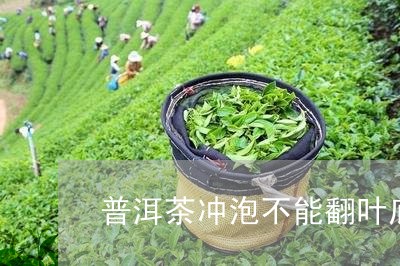 普洱茶冲泡不能翻叶底/2023120754146