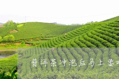 普洱茶冲泡后马上要喝完嘛/2023082533926