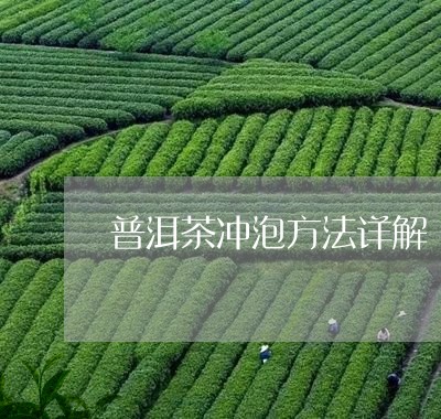 普洱茶冲泡方法详解/2023070905157