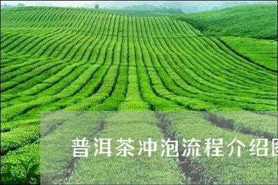 普洱茶冲泡流程介绍图片/2023110637359