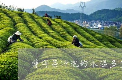 普洱茶冲泡的水温多少/2023080255138