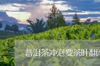 普洱茶冲泡要茶叶翻滚/2023100763037