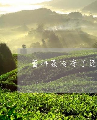 普洱茶冷冻了还能喝吗/2023093097049