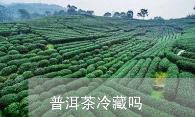 普洱茶冷藏吗/2023042959641