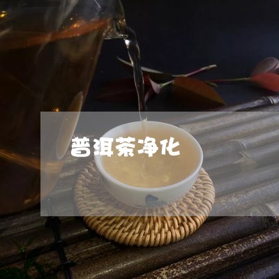 普洱茶净化/2023090569392