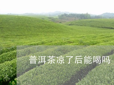 普洱茶凉了后能喝吗/2023091513837