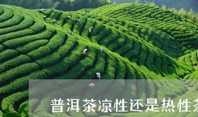 普洱茶凉性还是热性茶/2023100703836