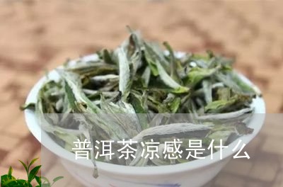 普洱茶凉感是什么/2023081606048