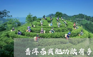 普洱茶减肥功效有多好/2023080243947