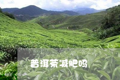 普洱茶减肥吗/2023042956416