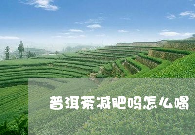 普洱茶减肥吗怎么喝/2023080130603