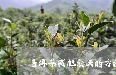 普洱茶减肥最快的方法/2023062743057