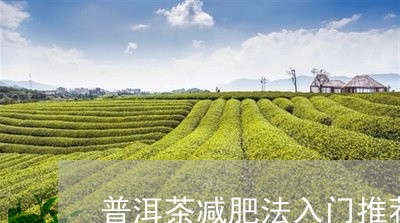 普洱茶减肥法入门推荐/2023062460714