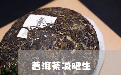 普洱茶减肥生/2023042724494