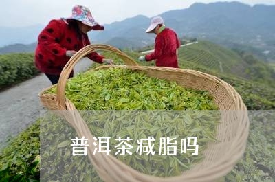 普洱茶减脂吗/2023042938222