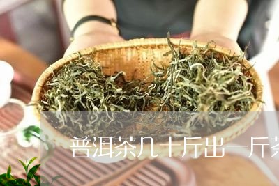 普洱茶几十斤出一斤茶饼/2023110157360