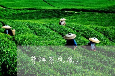 普洱茶凤凰厂/2023042766347