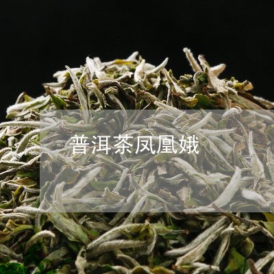 普洱茶凤凰娥/2023042871993