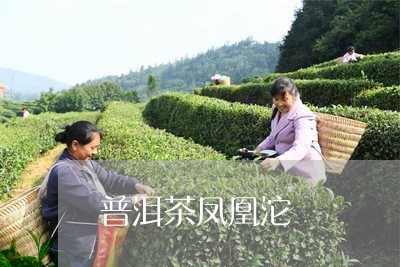 普洱茶凤凰沱/2023042749538