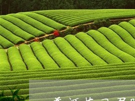 普洱茶凤凰眼包装袋/2023062128260