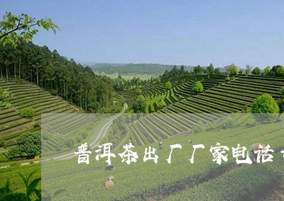 普洱茶出厂厂家电话号码/2023101771493