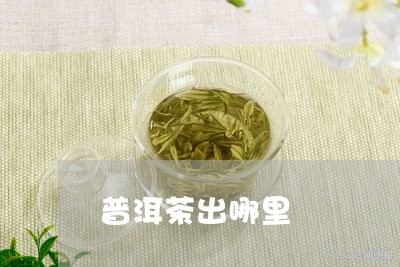 普洱茶出哪里/2023042894420