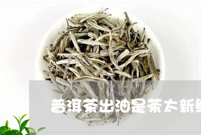 普洱茶出油是茶太新鲜吗/2023122002936