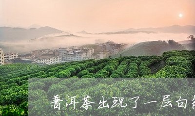 普洱茶出现了一层白色的膜/2023051005159