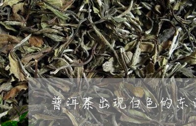 普洱茶出现白色的东西/2023100658624