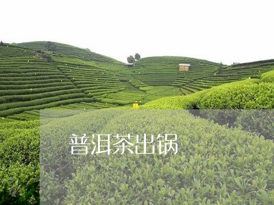 普洱茶出锅/2023090549481