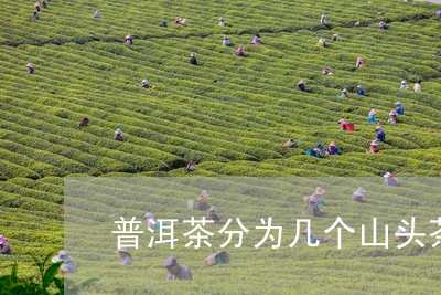 普洱茶分为几个山头茶类/2023112850592