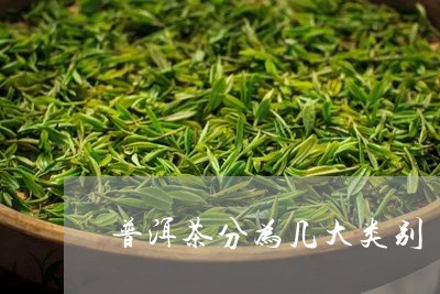 普洱茶分为几大类别/2023082932814