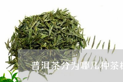 普洱茶分为哪几种茶树/2023062321703