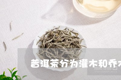 普洱茶分为灌木和乔木/2023080113715