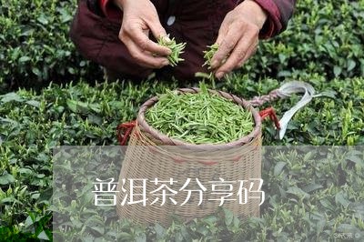 普洱茶分享码/2023042728271