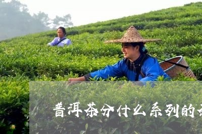 普洱茶分什么系列的茶种/2023110641259