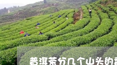 普洱茶分几个山头的香型/2023120788470